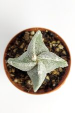 Astrophytum Myriostigma Nadide Özel Tür Kaktüs Nadir Kaktüs 5.5 cm Saksıda - Görsel 2