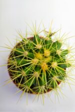 Echinocactus Grusonii  Altın Fıçı 8.5 cm Kırmızı Saksıda - Görsel 2
