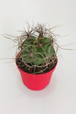 Astrophytum Capricorne Nadide Tür Tekli Özel  Kaktüs 8.5 cm Kırmızı Saksıda - Görsel 3
