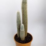 Micranthocereus Albicephalus 20 cm Potted Rare Species Single Special Cactus