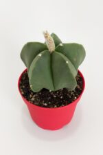 Astrophytum Myriostigma Quadricostatum Nudum Nadide Tür Tekli Özel Kaktüs Nadir 8.5 cm Kırmızı Saksıda - Görsel 3