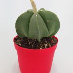 Astrophytum Myriostigma Quadricostatum Nudum Rare Species Single Special Cactus Rare 8.5 cm in Red Pot