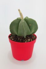 Astrophytum Myriostigma Quadricostatum Nudum Nadide Tür Tekli Özel Kaktüs Nadir 8.5 cm Kırmızı Saksıda