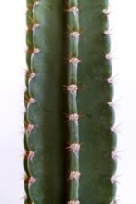 Tetragonus Peruvianus 20 cm Saksıda Nadide Tür Tekli Özel  Kaktüs - Görsel 2