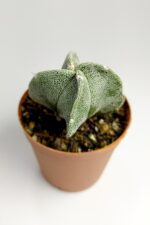 Astrophytum Myriostigma Nadide Özel Tür Kaktüs Nadir Kaktüs 5.5 cm Saksıda - Görsel 3