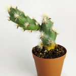 Tephrocactus Kuehnrichianus Rare Cactus Single Special Cactus Rare Species 5.5 cm Pot