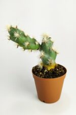 Tephrocactus Kuehnrichianus Nadide Kaktüs Tekli Özel Kaktüs Nadir Tür 5.5 cm Saksıda