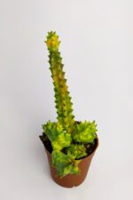 Huernia Zebrina Variegata Tür Özel Kaktüs Koleksiyon Ürünü 5.5 cm Saksıda - Görsel 4