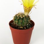 Notocactus Summammulasus Rare Special Species Cactus Rare Cactus 5.5 cm Pot
