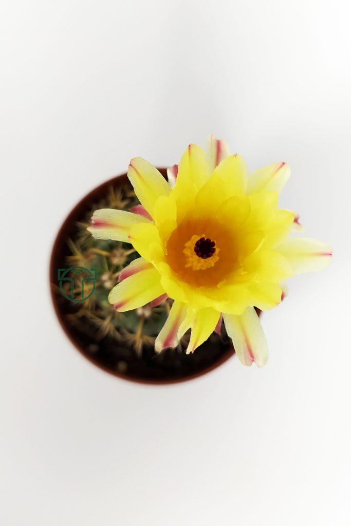 Notocactus Summammulasus yellow flowering cactus