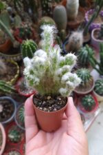 Austrocylindropuntia Vestita Forma Cristata Kaktüs Nadide Kaktüs Özel Tür Kaktüs 5.5 cm Saksıda - Görsel 5