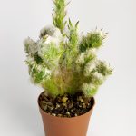 Austrocylindropuntia Vestita Forma Cristata Cactus Rare Cactus Special Species Cactus 5.5 cm Pot