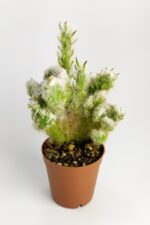 Austrocylindropuntia Vestita Forma Cristata Kaktüs Nadide Kaktüs Özel Tür Kaktüs 5.5 cm Saksıda