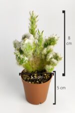 Austrocylindropuntia Vestita Forma Cristata Kaktüs Nadide Kaktüs Özel Tür Kaktüs 5.5 cm Saksıda - Görsel 4