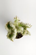 Austrocylindropuntia Vestita Forma Cristata Kaktüs Nadide Kaktüs Özel Tür Kaktüs 5.5 cm Saksıda - Görsel 2