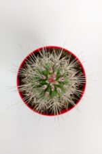 Pachycereus Pringlei Nadir Kaktüs Özel Tür Nadide Kaktus Tekli Kaktüs 12 cm Saksıda - Görsel 3