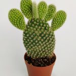 Opuntia Microdasys Albata Rabbit Ear Cactus Single Cactus 5.5 cm Pot