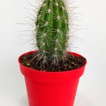 Pachycereus Pringlei Nadir Kaktüs Özel Tür Nadide Kaktus Tekli Kaktüs 12 cm Saksıda