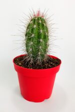 Pachycereus Pringlei Nadir Kaktüs Özel Tür Nadide Kaktus Tekli Kaktüs 12 cm Saksıda