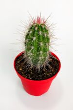 Pachycereus Pringlei Nadir Kaktüs Özel Tür Nadide Kaktus Tekli Kaktüs 12 cm Saksıda - Görsel 2