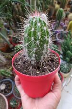 Pachycereus Pringlei Nadir Kaktüs Özel Tür Nadide Kaktus Tekli Kaktüs 12 cm Saksıda - Görsel 5