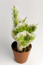 Austrocylindropuntia Vestita Forma Cristata Kaktüs Nadide Kaktüs Özel Tür Kaktüs 5.5 cm Saksıda - Görsel 3