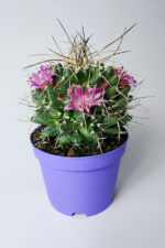 Mammillaria Magnimamma – Yeni Başlayanlar İçin İdeal Kaktüs