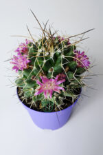 Mammillaria Magnimamma – Yeni Başlayanlar İçin İdeal Kaktüs - Görsel 2