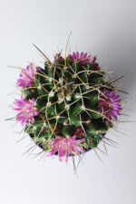 Mammillaria Magnimamma – Yeni Başlayanlar İçin İdeal Kaktüs - Görsel 3