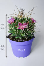 Mammillaria Magnimamma – Yeni Başlayanlar İçin İdeal Kaktüs - Görsel 5