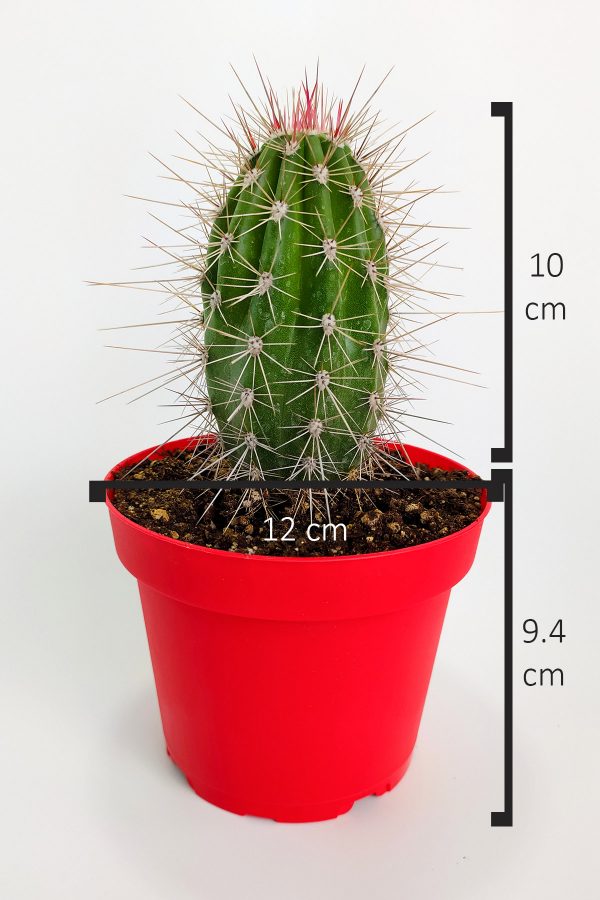 pachycereus-pringlei-nadir-kaktus-ozel-tur-nadide-kaktus-tekli-kaktus-12-cm-saksida-05