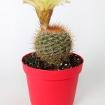 Parodia Formasa Nadir Kaktüs Özel Tür Nadide Kaktus Tekli Kaktüs 8.5 cm Saksıda