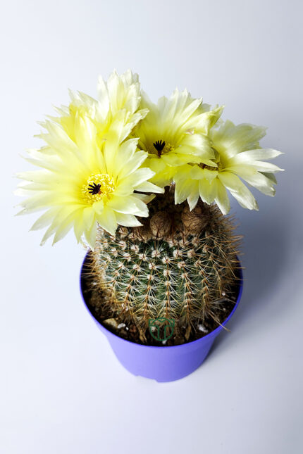 parodia-formasa