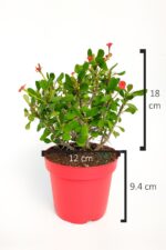 Dikenler Tacı Euphorbia Miili Mini Kral Tacı Dikenli Taç Çiçekli Kaktüs 12 cm Saksıda Özel Tür - Görsel 5