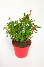 Dikenler Tacı Euphorbia Miili Mini Kral Tacı Dikenli Taç Çiçekli Kaktüs 12 cm Saksıda Özel Tür - Görsel 3