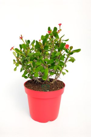 Dikenler Tacı Euphorbia Miili Kırmızı Çiçekli