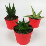 3 Adet Haworthia Set 8.5 cm Kırmızı Saksıda - Haworthia Limifolia, Aloe Cosmo, Aloe White Beauty
