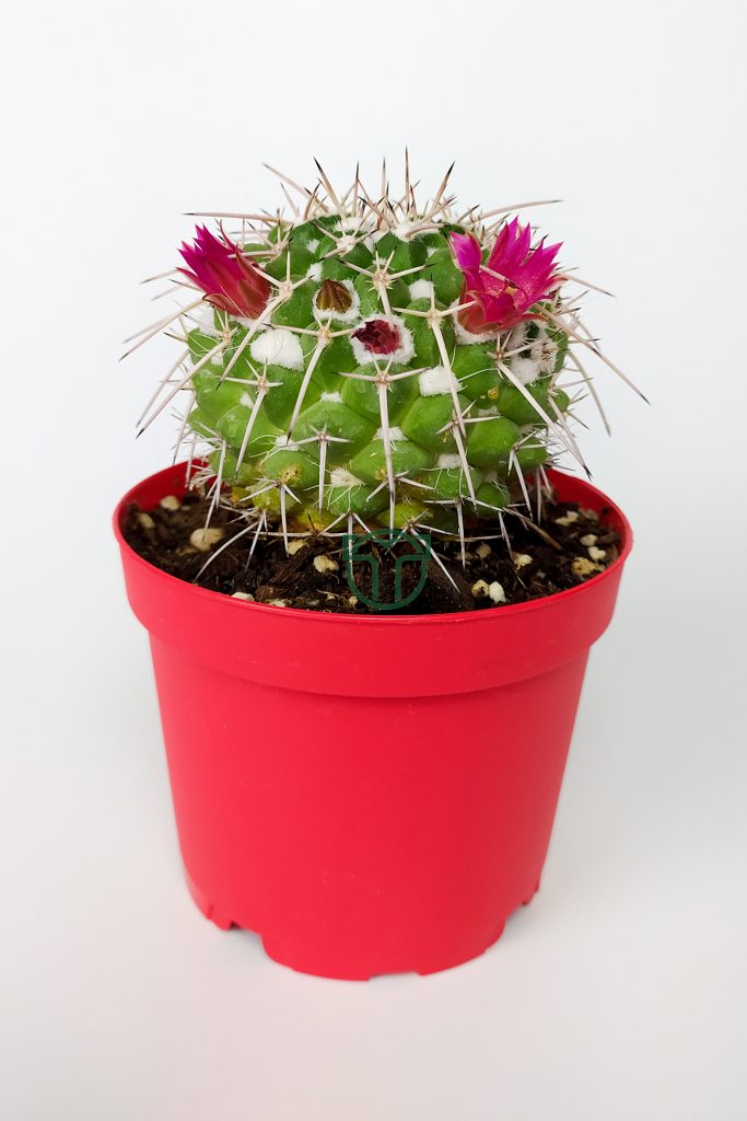 Mammillaria Compressa Imported Cactus