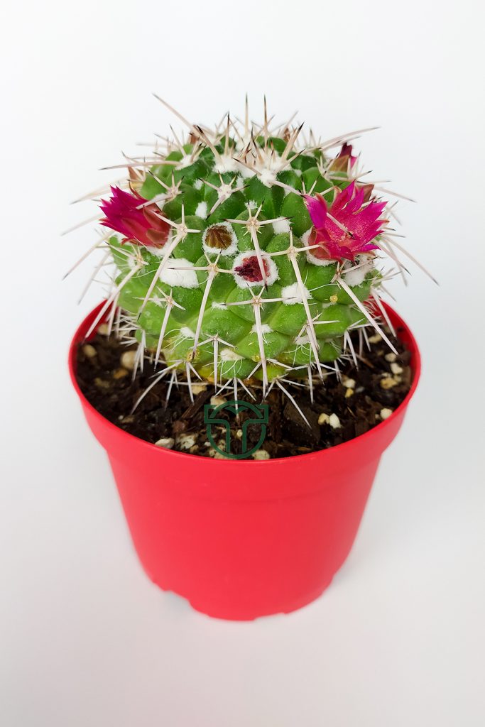 Imported Cactus