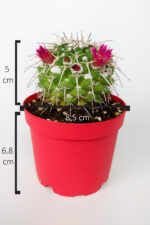 Mammillaria Compressa İthal Kaktüs Nadir Özel Tür 8.5 cm Kırmızı Saksıda - Görsel 4