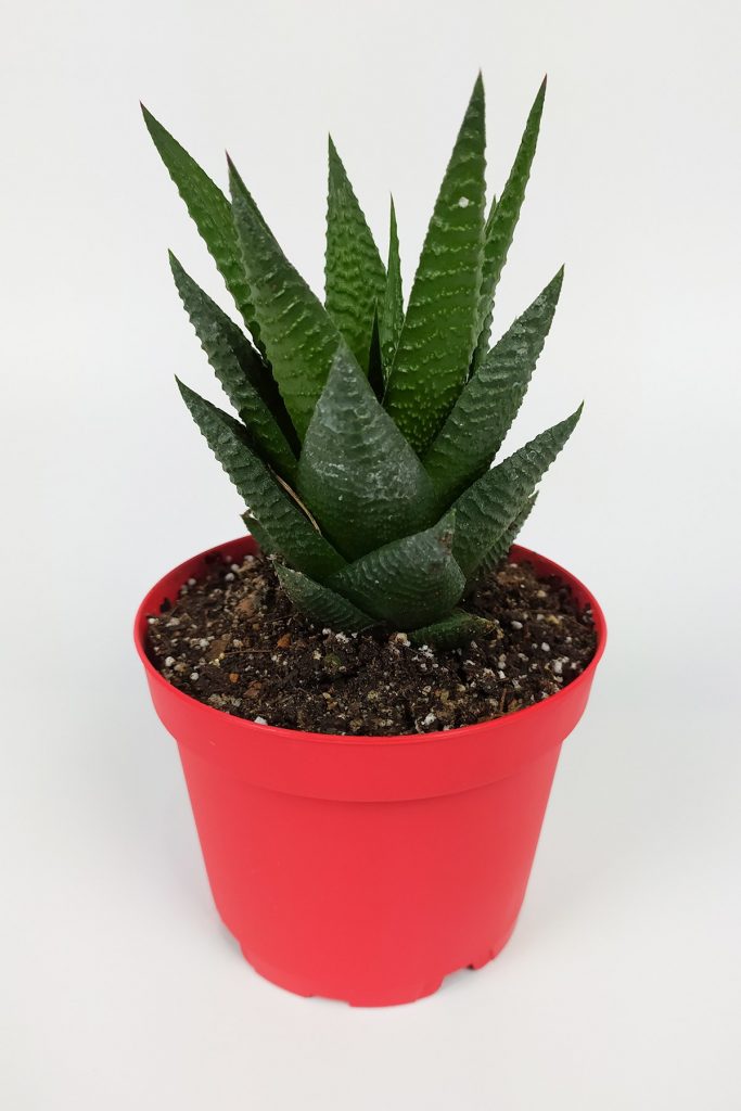 Haworthia Limifolia Succulent