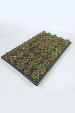 Gymnocalycium Marquezii 45 Adet TOPTAN (5.5 cm Saksıda)