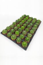 Echinopsis Subdenudata 45 Adet T0PTAN (5.5 cm Saksıda)