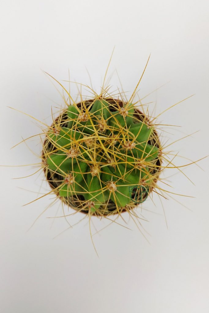 Echinopsis Aurea Cactus