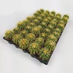 Echinocactus Grusonii Golden Barrel Cactus WHOLESALE 45 Pcs (1 Viol 5.5 cm Pot)