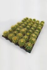 Echinocactus Grusonii toptan satış