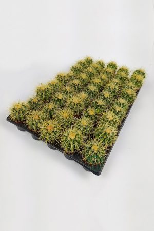 Echinocactus Grusonii toptan satış