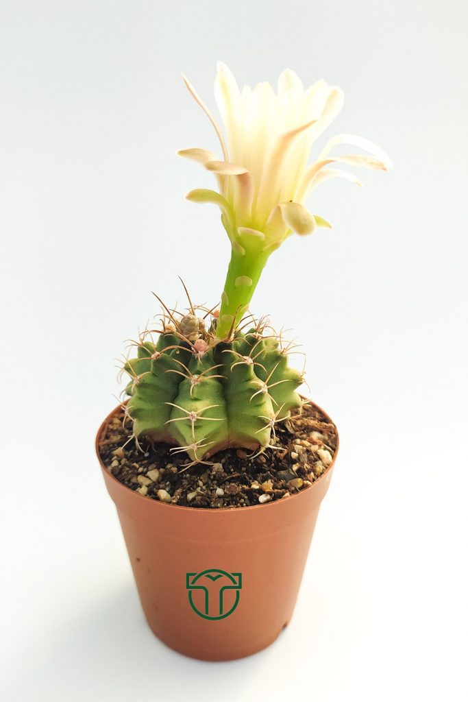 Gymnocalycium Mihanovichii white flowering cactus
