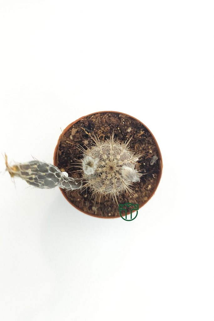 Echinocereus Mirabilis tohum kapsüllü