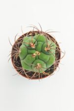 Gymnocalycium Marquezii 45 Adet TOPTAN (5.5 cm Saksıda) - Görsel 3